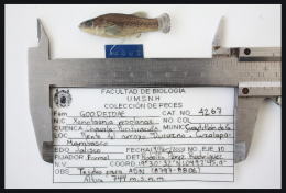 a male collected in 2008 with the corresponding tag