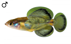Girardinichthys multiradiatus male
