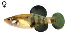 Girardinichthys multiradiatus female