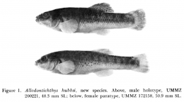 Types of Allodontichthys hubbsi