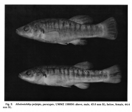 Paratypes of Allodontichthys polylepis