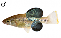 Chapalichthys encaustus male