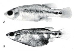 Holo- and Paratype of Allotoca maculata
