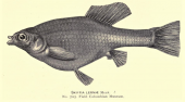 drawing of a male Paratype of Skiffia lermae