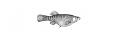 Female of Girardinichthys viviparus