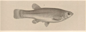 One of the types of Characodon luitpoldii