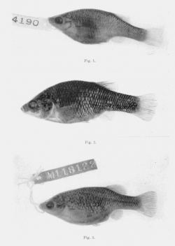 Female Paratype of Xenoophorus captivus and types of Xenoophorus erro and exsul