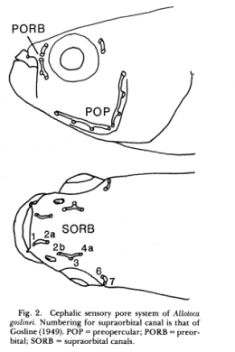 Cephalic sensory pore system of Allotoca goslinei