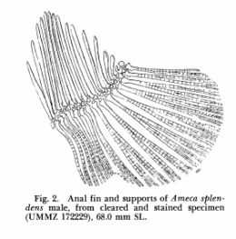 Andropodium of Ameca splendens