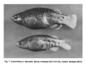 Types of Crenichthys baileyi albivallis