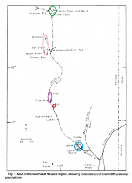 Distribution of Crenichthys baileyi