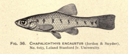 Holotype of Chapalichthys encaustus
