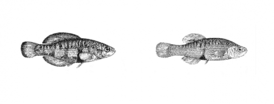 Regans drawing of Girardinichthys multiradiatus