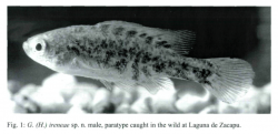 Paratype of Girardinichthys ireneae