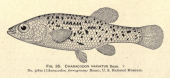 female type of Characodon ferrugineus