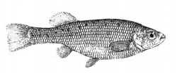 Drawing of one of the types of Ilyodon furcidens