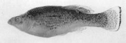 Holotype of Balsadichthys xantusi