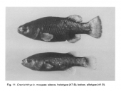 Types of Crenichthys baileyi moapae