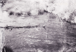 The outflow from Pedersen's Springs