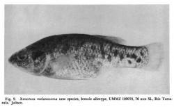 Female Allotype of "Xenotoca" melanosoma