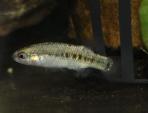 Characodon sp. 2