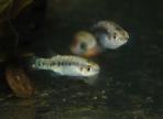 Characodon sp. 2
