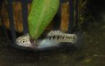 Characodon sp. 2