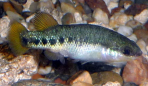 Characodon sp. 2