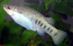 Characodon sp. 2