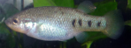 Characodon sp. 2