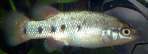 Characodon sp. 2