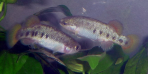 Characodon sp. 2