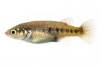 Characodon sp. 2