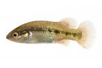 Characodon sp. 2