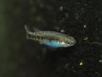 Characodon sp. 2