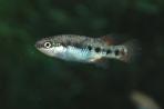 Characodon sp. 2